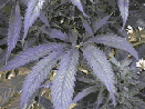 http://www.stopthedrugwar.org/files/hempia.gif