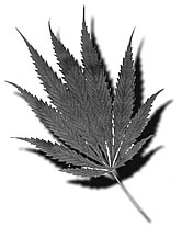 http://www.stopthedrugwar.org/files/marijuanaleaf.jpg
