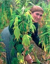 http://www.stopthedrugwar.org/files/moroccohashish.jpg