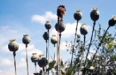 http://www.stopthedrugwar.org/files/poppy2-small.jpg