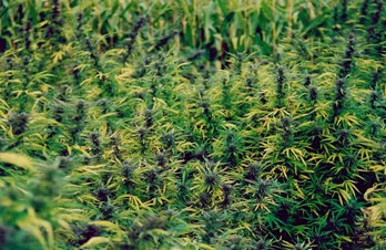 http://www.stopthedrugwar.org/files/swisscannabis.jpg