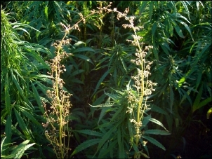 http://www.stopthedrugwar.org/files/votehemp1.jpg