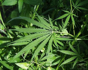 marijuana-plants_1.jpg
