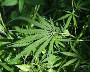 marijuana-plants_10.jpg