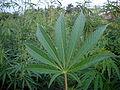 marijuana plants (wikimedia.org)