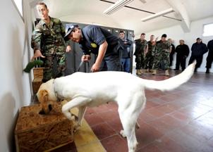 Drug sniffing dogs can be trained to alert on cue. (US Navy)