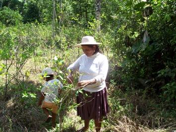 Cultivating coca in the Chapare. (photo by the author)