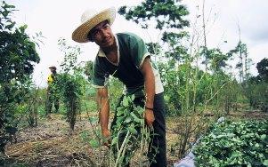 Coca, traditionally grown only in the Andes, is popping up in Central America and Mexico. (DEA)