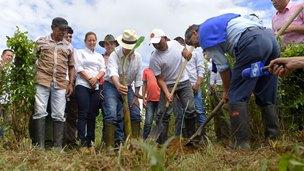 Colombian President Juan Manuel Santos helps eradicating the first of many coca plants. (Presidentâs Office)