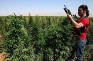 Lebanese hash field (cannabisculture.com)