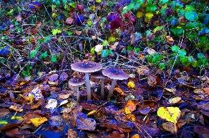 magic mushrooms (Greenoid/Flickr)