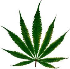 marijuana leaf.jpg