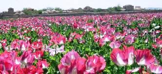 Citing sanctions from the West, Russia is moving to grow its own medicinal poppy crops. (UNODC)