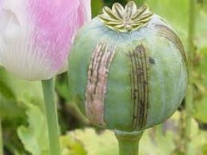Afghan opium production is down 48% this year, thanks to drought conditions. (unodc.org)