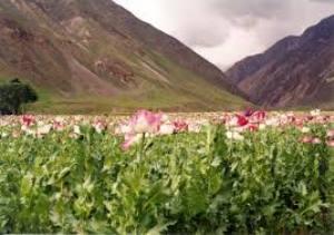In Afghan fields, the poppies grow... (unodc.org)