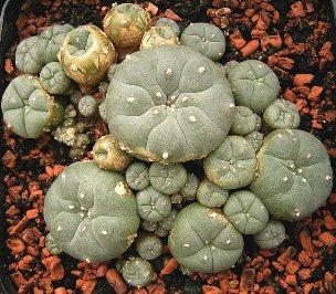 psychedelic peyote cactus, the source for mescaline (Creative Commons)