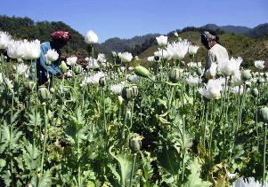 harvesting opium poppies in Afghanistan (unodc.org)