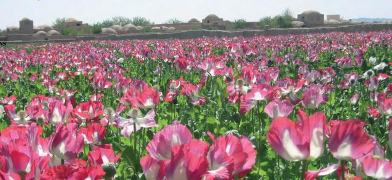 Aghanistan opium poppy field (unodc.org)