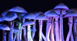 Psilocybin mushrooms got some attention in Seattle, Oklahoma City and Richmond this week. (Creative Commons)