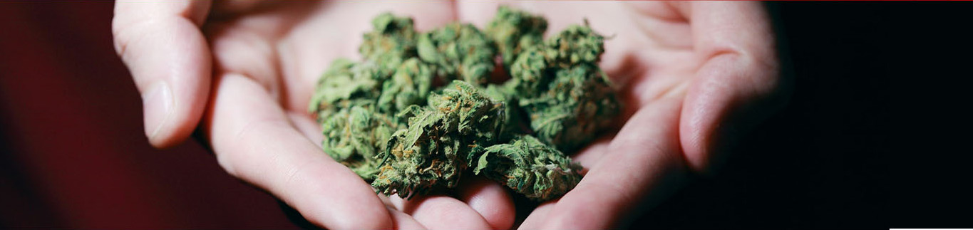 Hands holding marijuana leaves