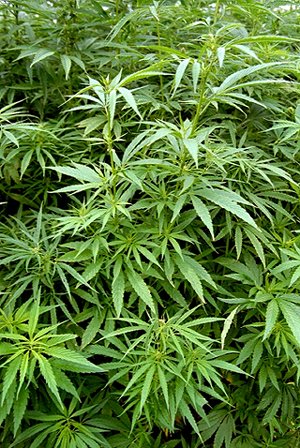 hemp_0.jpg