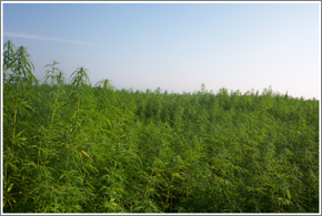 legalizehemp.png