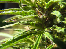 marijuanaflower.jpg