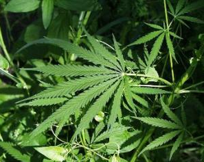 plantpic_0.png