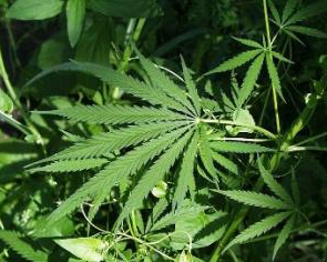 plantpic_1.png