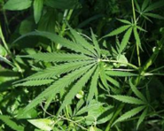 plantpic_9.png