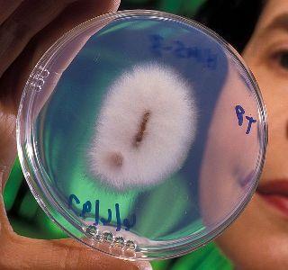 fusarium oxysprorum (wikimedia.org)