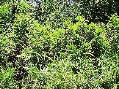 marijuana fields just before they are burned (image via wikimedia.org)