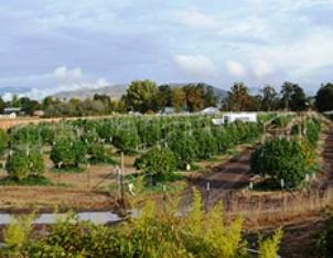 The DEA is chopping down millions fewer pot plants these days. (DEA)