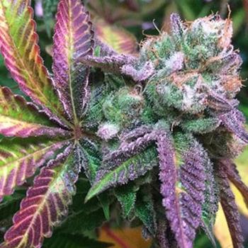 Marijuana godbefrrry freedom of seeds.jpg