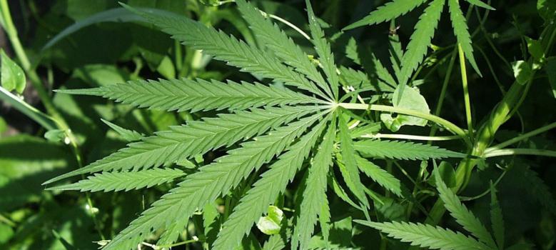Marijuana. It is popular in Florida. (Creative Commons)
