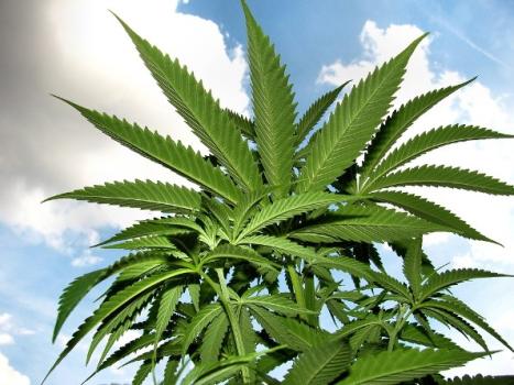 In a historic first, a marijuana legalization bill wins a committee vote in Connecticut. (Wikimedia)