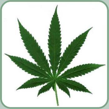 Pot leaf_12.jpg