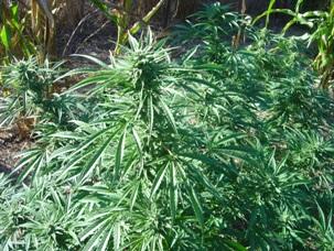 Pot plants, Wheeler's Ranch_16.jpg