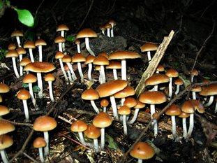 psilocybin-containing magic mushrooms (Greenoid/Flickr)