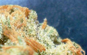 Bermuda-grown cannabis indica await patients there. (Alan Gordon)