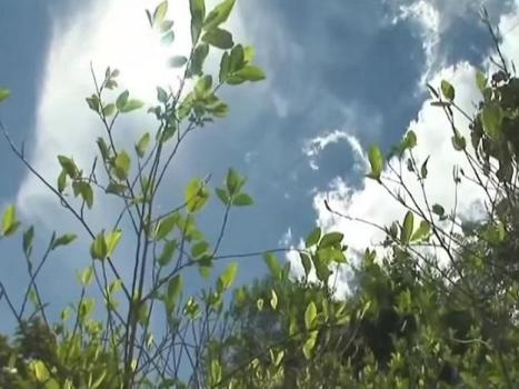 A Spanish court has refused to convict a man of drug trafficking for importing coca leaf. (YouTube)