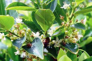 coca plants (unodc.org)