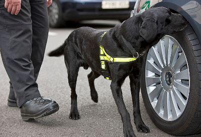drug dog at work (Creative Commons)