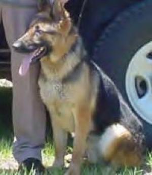 drugdog2_1_1.jpg