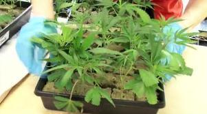 harborside-medical-marijuana_0.jpg