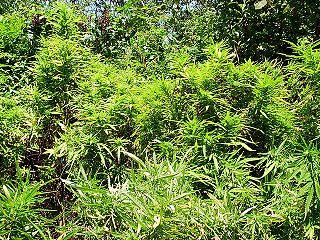 A Lebanese marijuana plot before being burned by eradicators (wikimedia.org)
