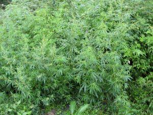 hemp field (Creative Commons)
