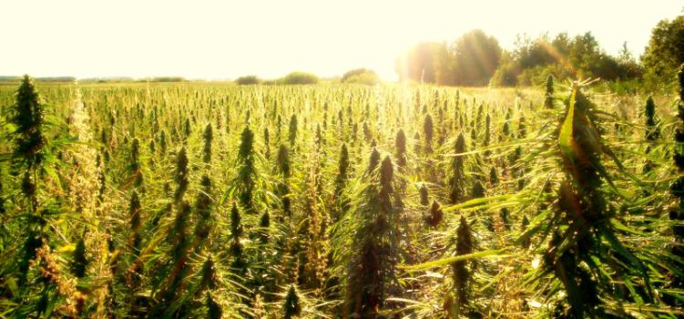 The sun is rising on industrial hemp. (VoteHemp.org)