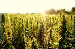 hemp field at sunrise (votehemp.org)
