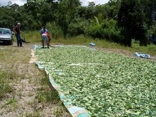 Coca leaves drying beside a highway in the Chapare region of Bolivia.